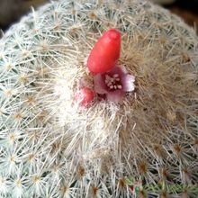 Una foto de Epithelantha micromeris