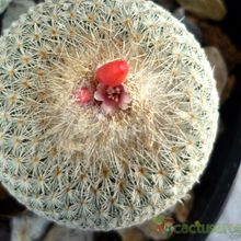 Una foto de Epithelantha micromeris