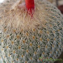 Una foto de Epithelantha micromeris