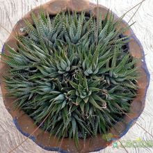 Haworthia attenuata