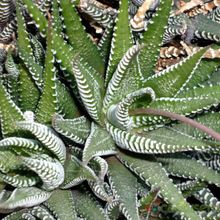 Una foto de Haworthia attenuata