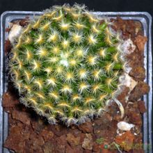 A photo of Mammillaria schiedeana