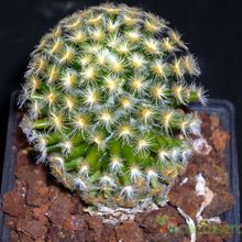 A photo of Mammillaria schiedeana