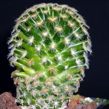 A photo of Mammillaria schiedeana