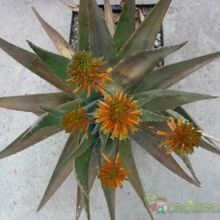 Una foto de Aloe vera