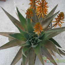 Una foto de Aloe vera