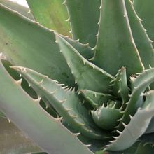 Una foto de Aloe vera