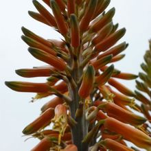 Una foto de Aloe vera