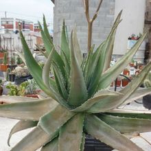 Una foto de Aloe vera
