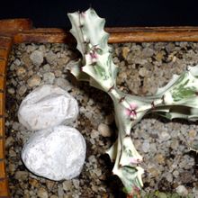 A photo of Euphorbia lactea cv. white ghost