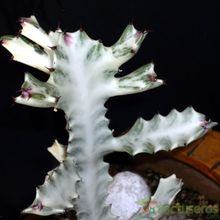 A photo of Euphorbia lactea cv. white ghost