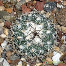 Una foto de Turbinicarpus saueri