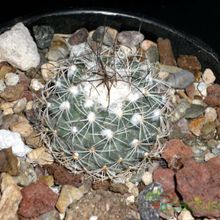 Una foto de Turbinicarpus saueri