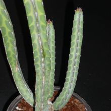 Una foto de Euphorbia heterochroma