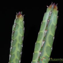 A photo of Euphorbia heterochroma