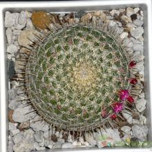A photo of Mammillaria muehlenpfordtii