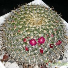 A photo of Mammillaria muehlenpfordtii