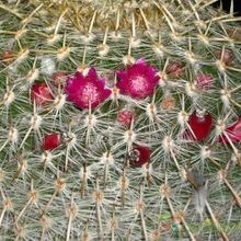 A photo of Mammillaria muehlenpfordtii