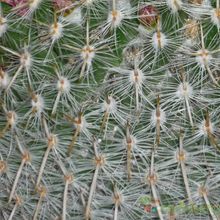 A photo of Mammillaria muehlenpfordtii