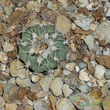 Una foto de Turbinicarpus hoferi