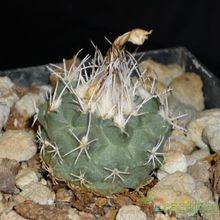Una foto de Turbinicarpus hoferi