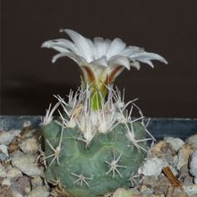 Una foto de Turbinicarpus hoferi