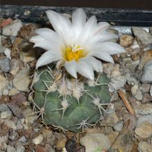 Una foto de Turbinicarpus hoferi