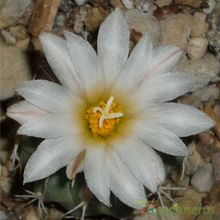 Una foto de Turbinicarpus hoferi