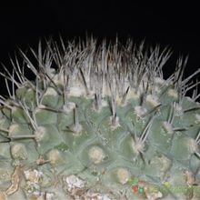 Una foto de Strombocactus corregidorae  