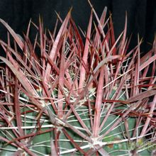 A photo of Ferocactus gracilis ssp. coloratus