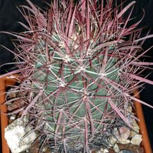 A photo of Ferocactus gracilis ssp. coloratus