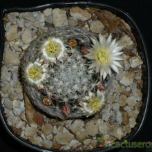 A photo of Mammillaria duwei