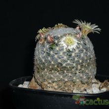 A photo of Mammillaria duwei