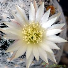 A photo of Mammillaria duwei