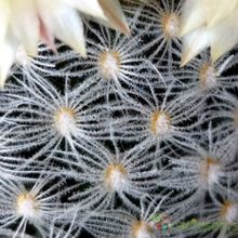 A photo of Mammillaria duwei