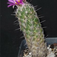 A photo of Neolloydia conoidea