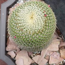 Una foto de Mammillaria muehlenpfordtii