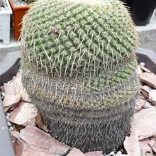 Una foto de Mammillaria muehlenpfordtii