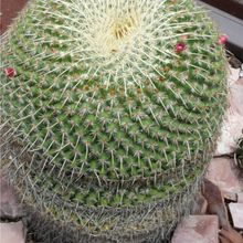 Una foto de Mammillaria muehlenpfordtii