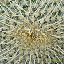 Una foto de Mammillaria muehlenpfordtii