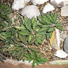 A photo of Euphorbia decaryi