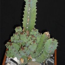 Una foto de Euphorbia resinifera