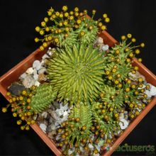 A photo of Euphorbia susannae