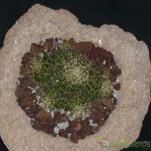 A photo of Mammillaria decipiens ssp. camptotricha