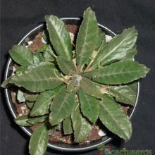 A photo of Dorstenia foetida