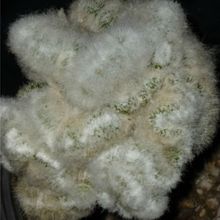 Una foto de Espostoa lanata fma. crestada