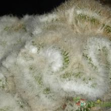 Una foto de Espostoa lanata fma. crestada