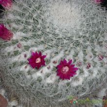 A photo of Mammillaria hahniana ssp. bravoae