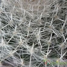 A photo of Mammillaria hahniana ssp. bravoae