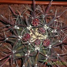 Una foto de Ferocactus herrerae